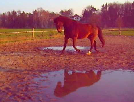 stolzes stark versammeltes Pferd in der Freiarbeit