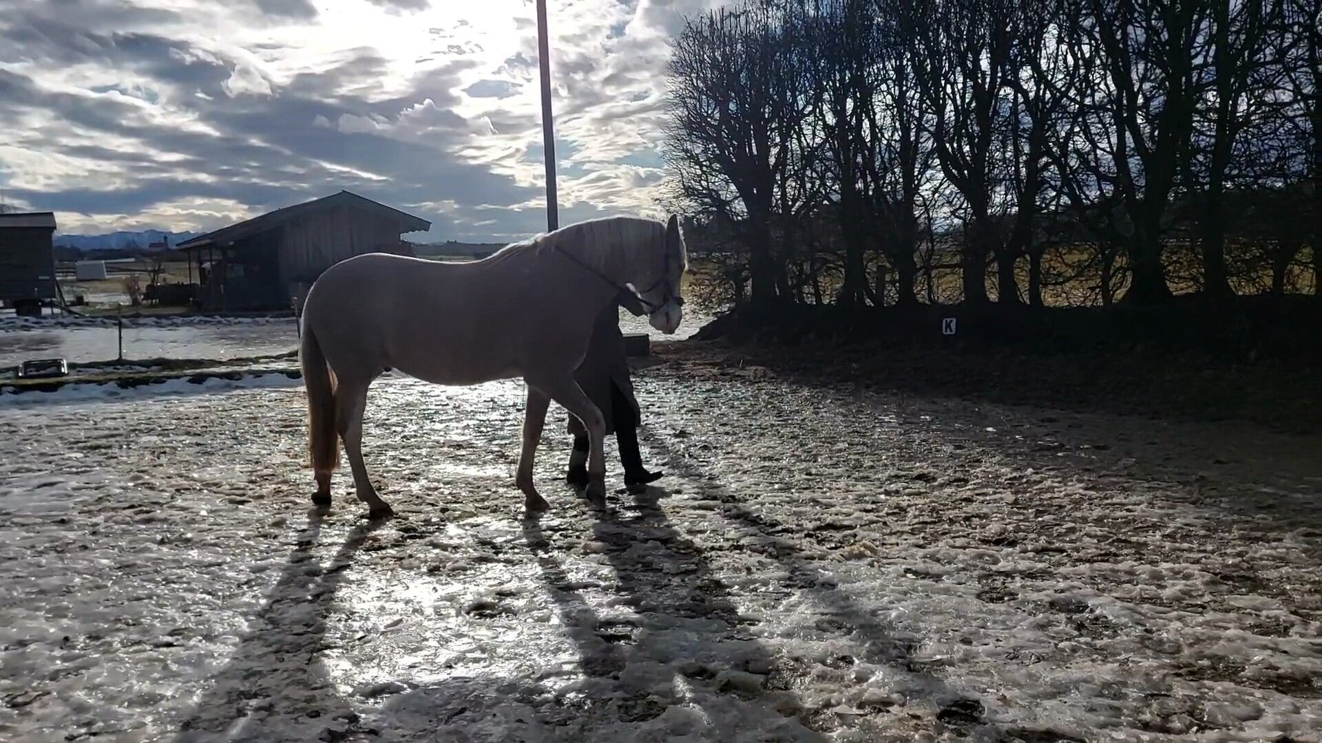 Klassische Handarbeit mit Pferd in schöner Aufrichtung