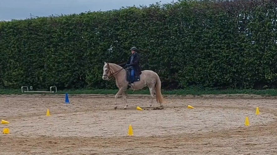 Gerittenes Pferd in schöner Aufrichtung im Schulterherein