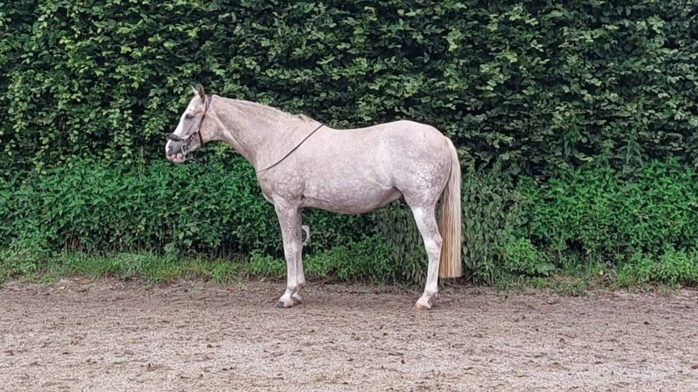 Pferd mit deutlicher Verbesserung der Muskulatur durch Training