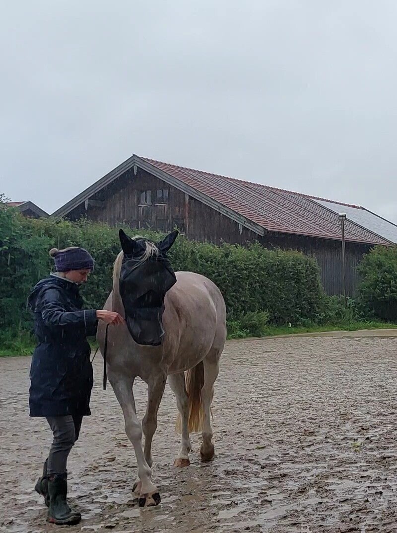 Pferd zeigt in Klassischer Handarbeit die Traversale