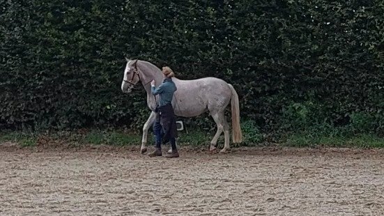 Versammelter Trab in der gymnastischen Bodenarbeit