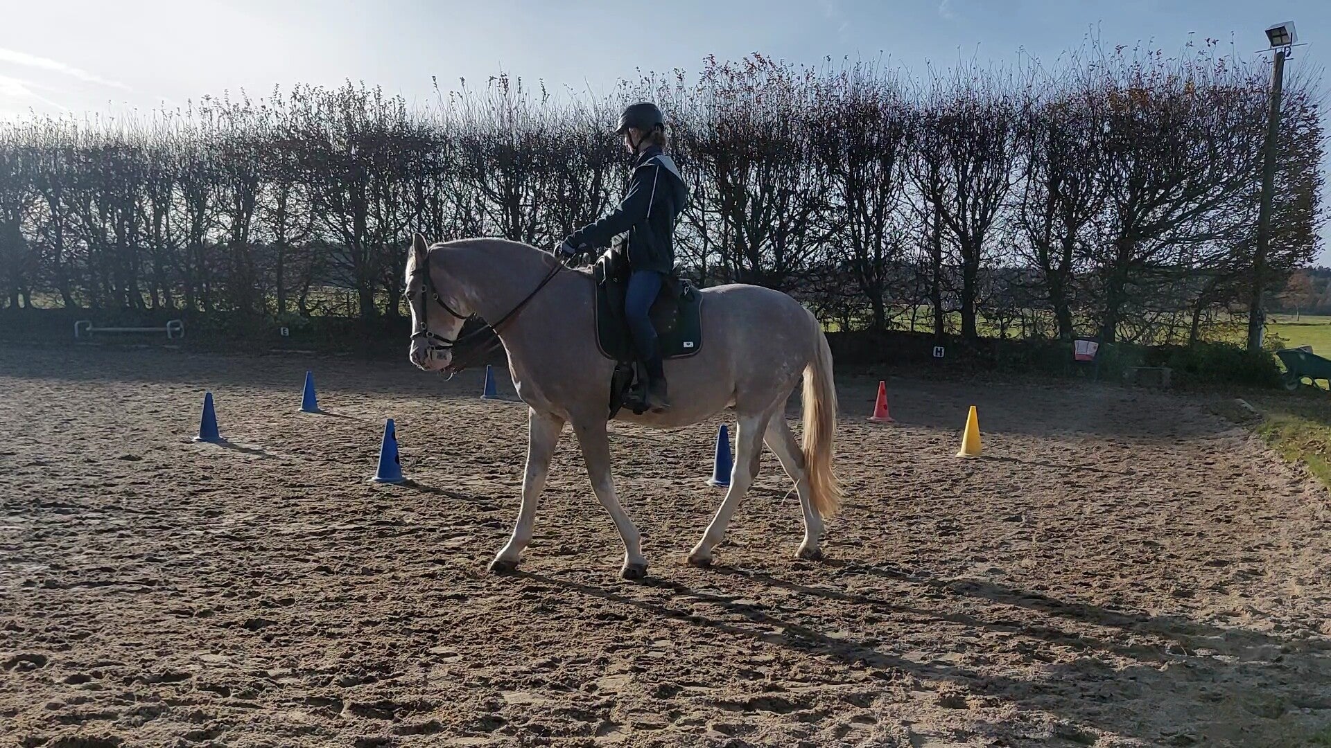 Gerittenes Pferd in Versammlung in einem Seitengang