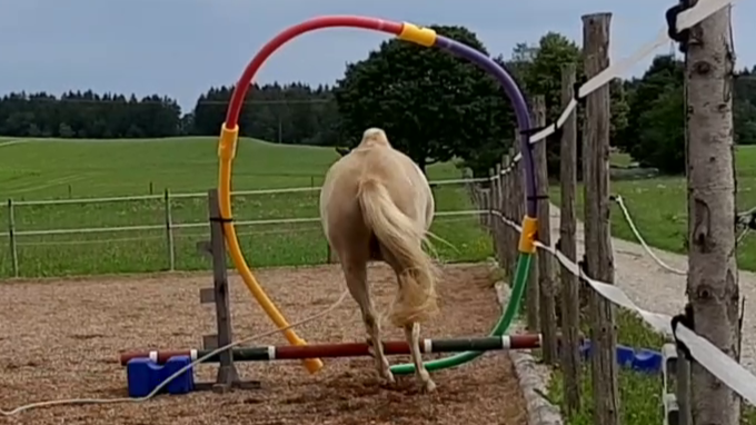 Pferd springt durch einen Reifen aus Schwimmnudeln