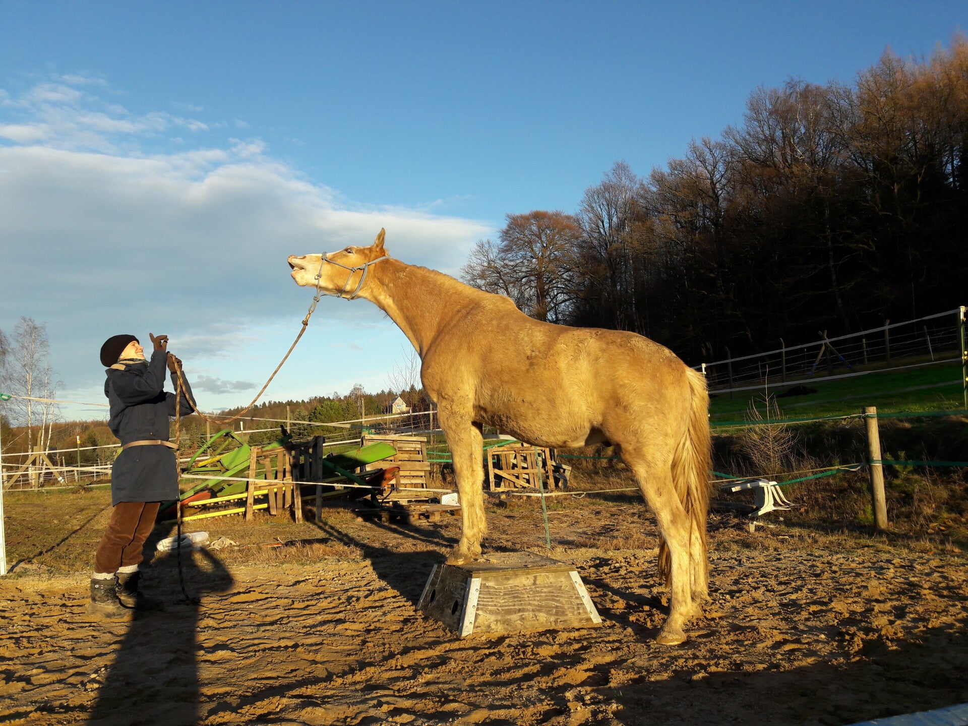 Pferd steht auf Podest und zeigt das Lachen als Zirkustrick