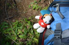 Petit saint bernard accroché à un sac à dos