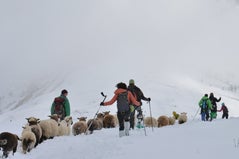 Moutons dans la neige