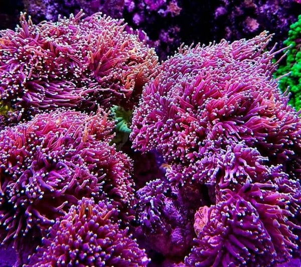 Euphyllia Glabrescens Hellfire