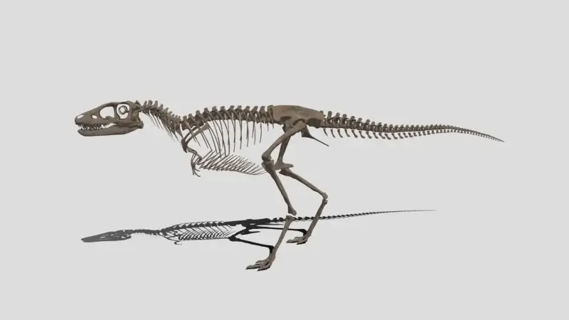 El esquelo de un dinosaurio con su sombra proyectada