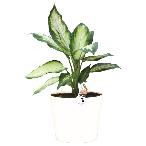 Olaf 'Pot Buddy' - DN27008