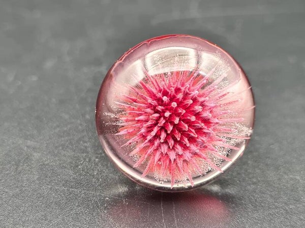 Zee egel - Sea urchin