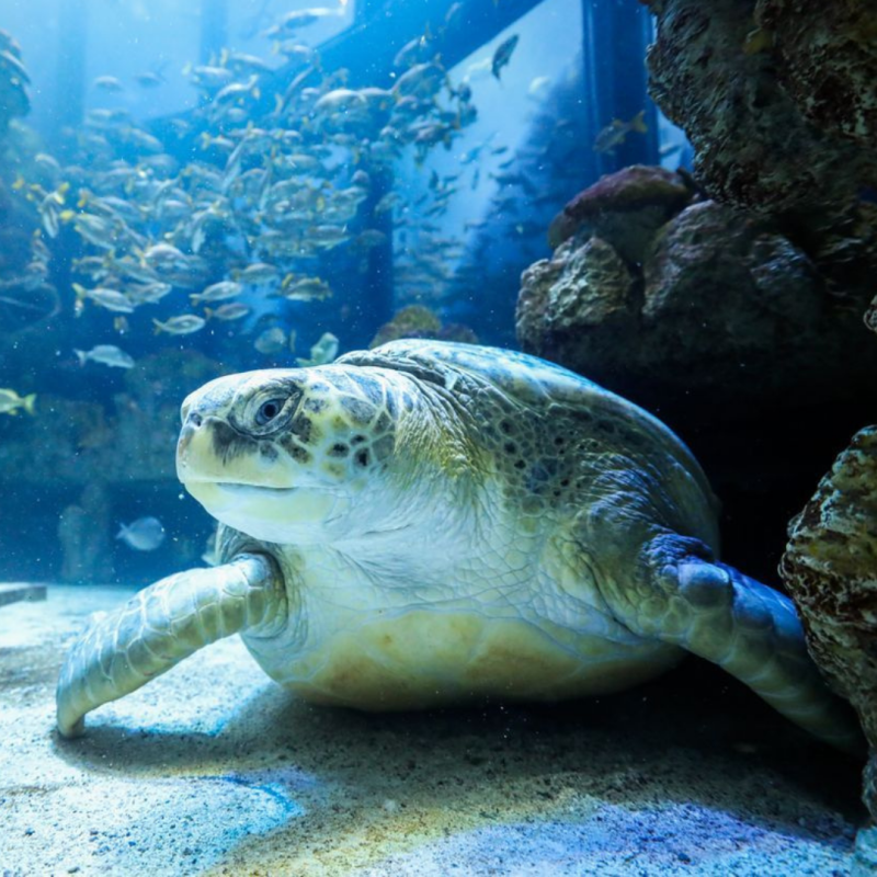 A sea turtle swimming gracefully in a large aquarium tank, with soft blue lighting and coral in the background at the New England Aquarium.