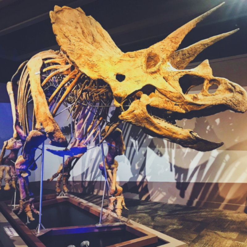 Dinosaur skeleton exhibit at the Museum of Science in Boston, with dramatic lighting and museum visitors exploring the fossil display.