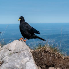 p1090784-standard.jpg