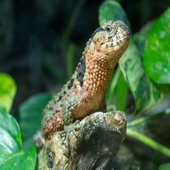 p1100556-standard.jpg