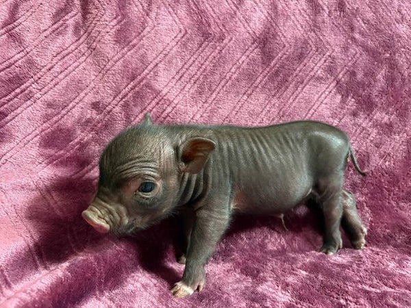 Cochon Miniature femelle 🩷
