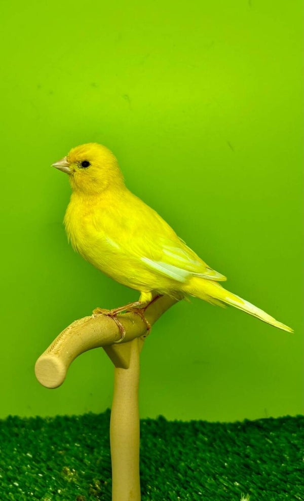 Canaris mâle