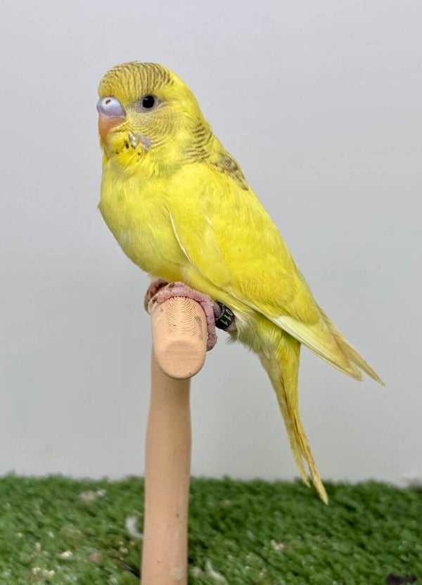 Perruche ondulée femelle**