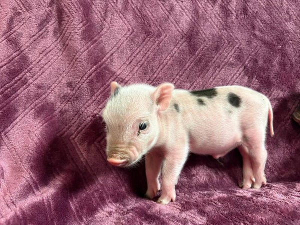 Cochon Miniature mâle 💙