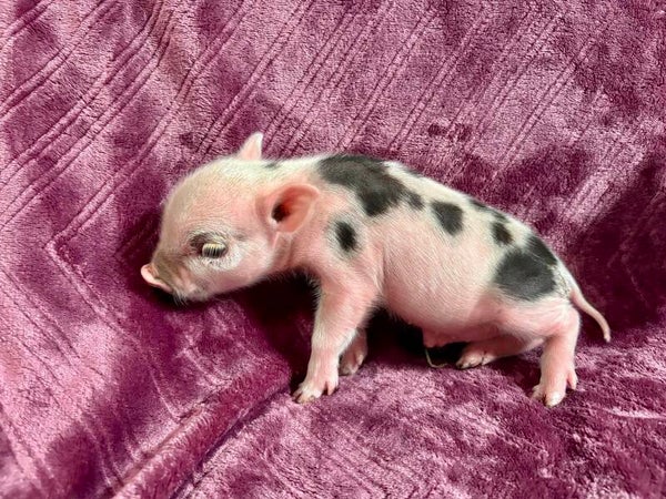 Cochon Miniature mâle 💙
