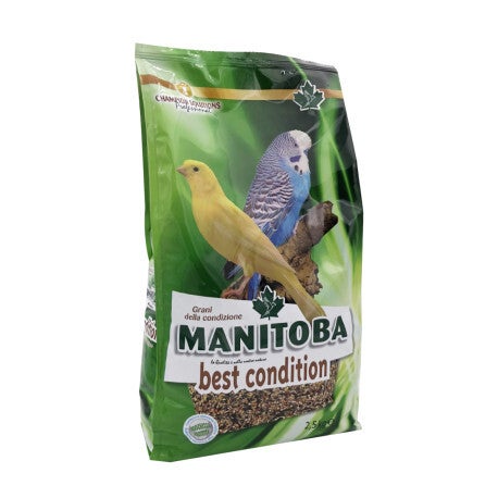 Best Condition 2,5kg - Manitoba