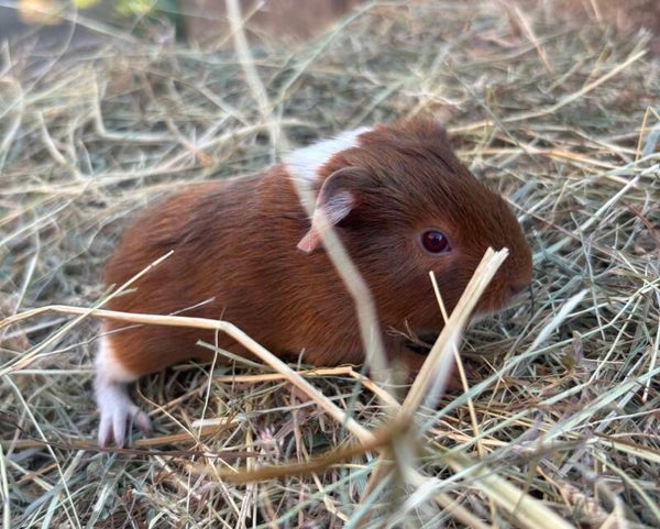 Cochon d'inde Mâle