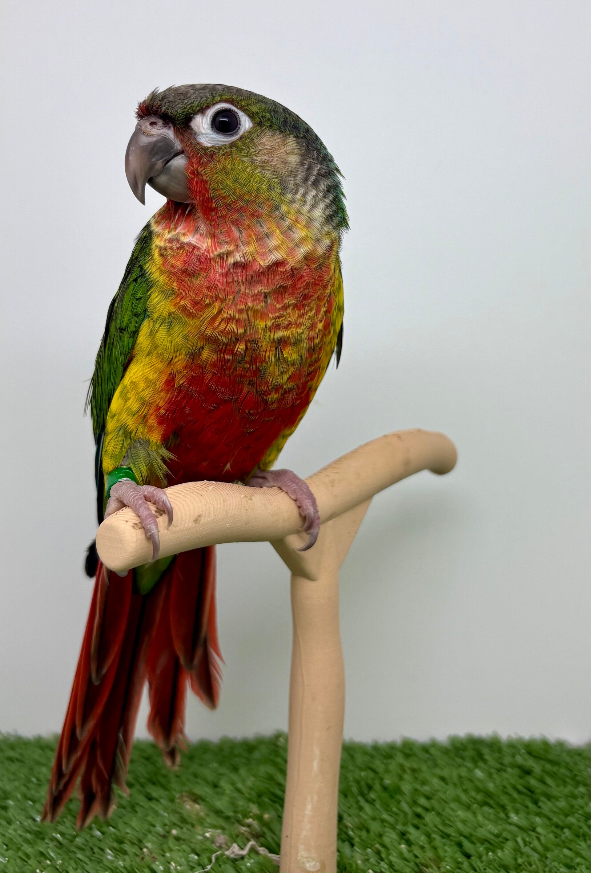 Conure de molinae (Pyrrhura) V5