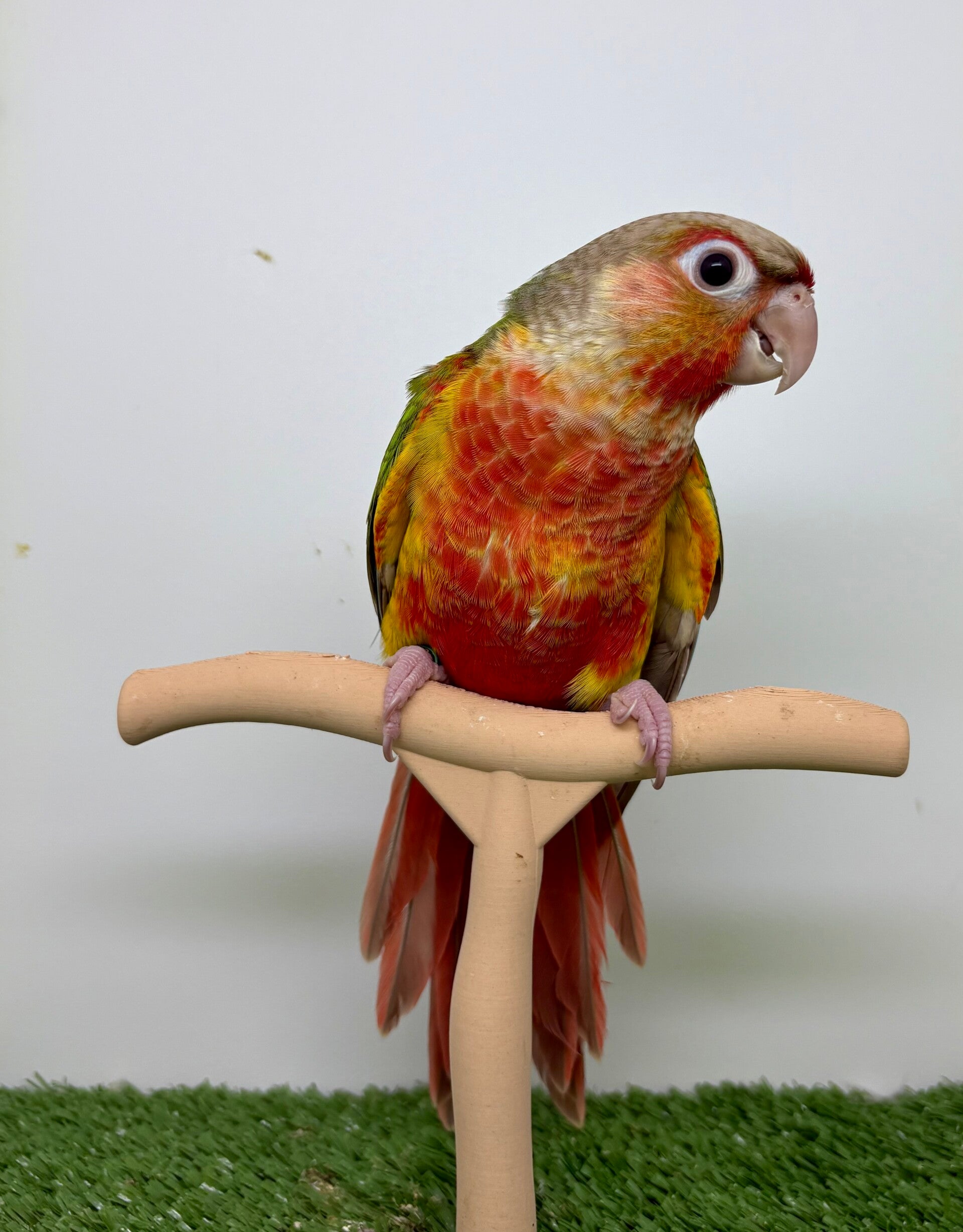 Conure de molinae femelle 🩷(010)