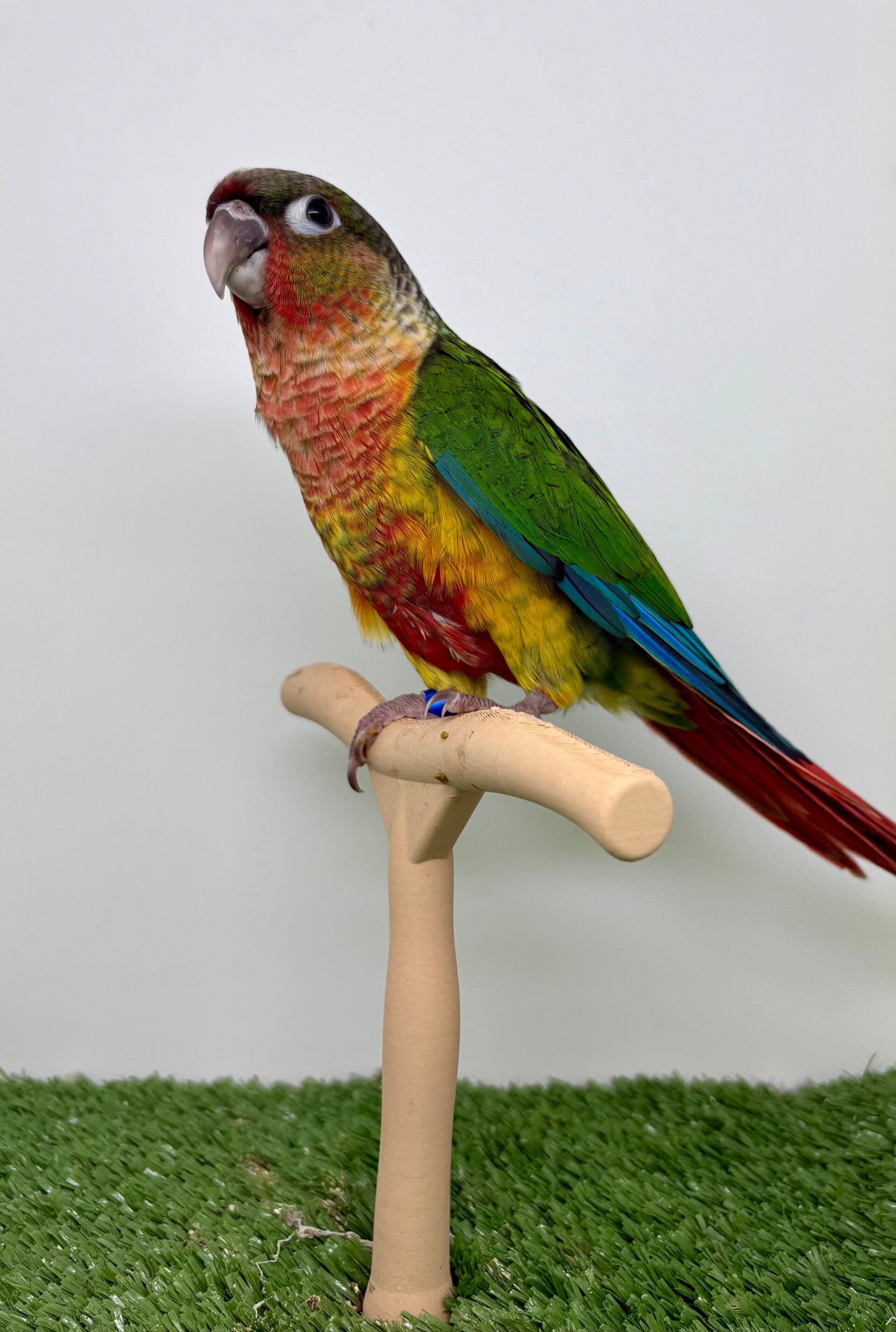Conure de molinae mâle💙(B8)