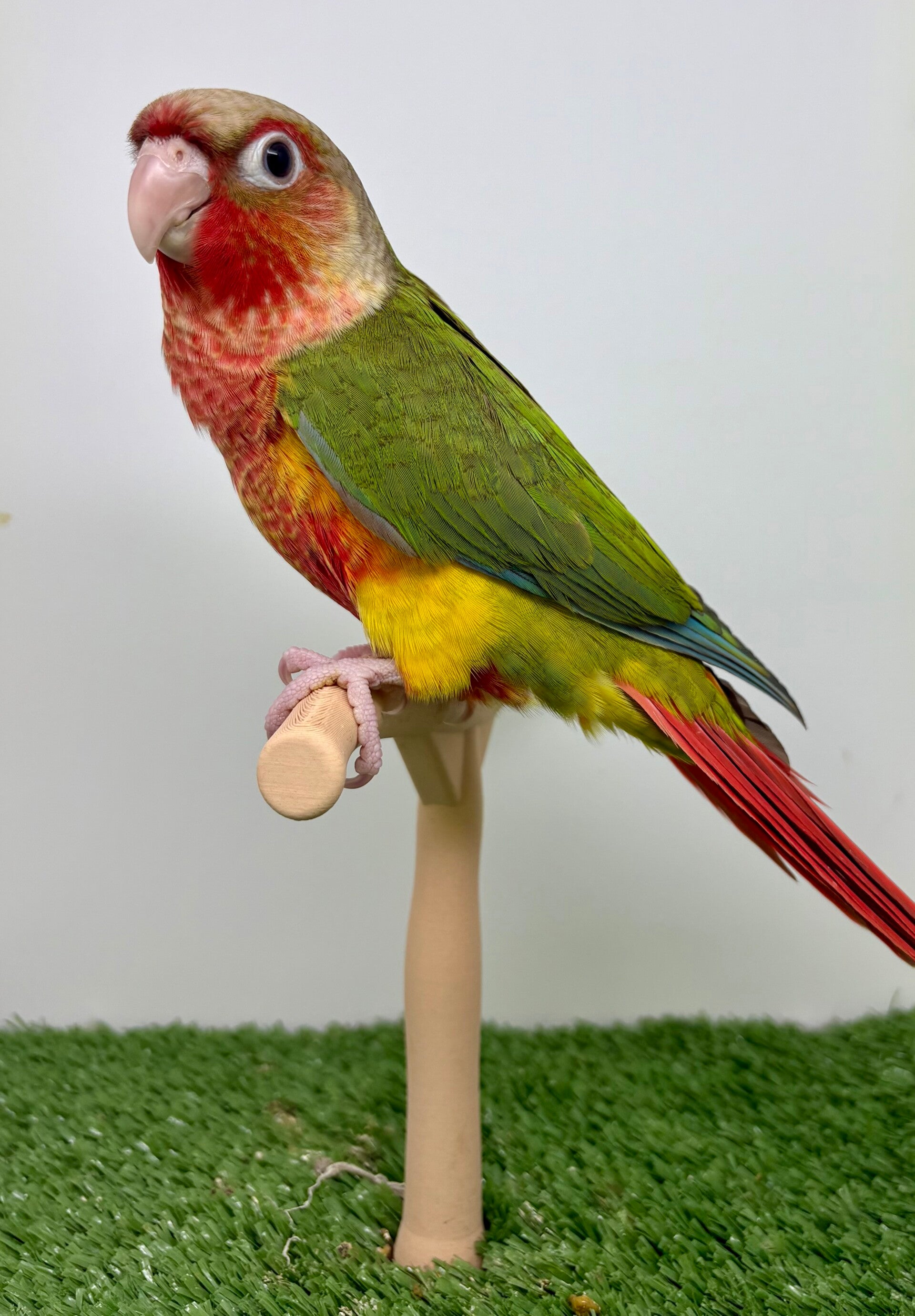 Conure de molinae femelle🩷(012)
