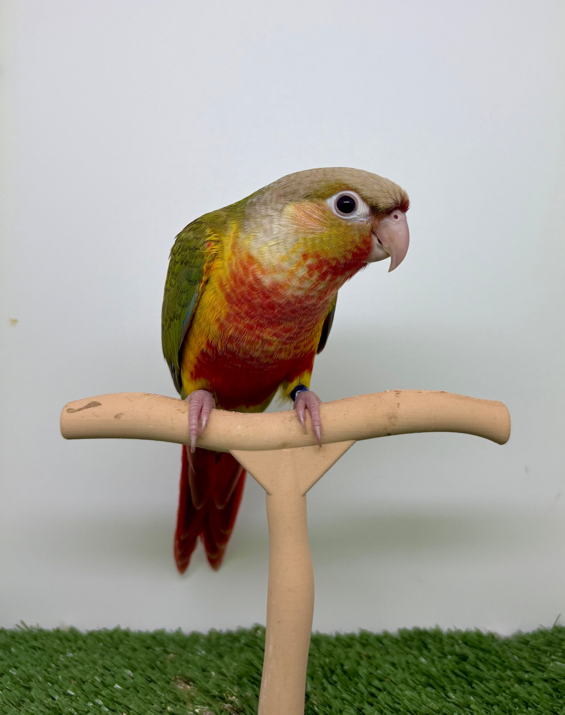 Conure de molinae (B6) mâle 💙