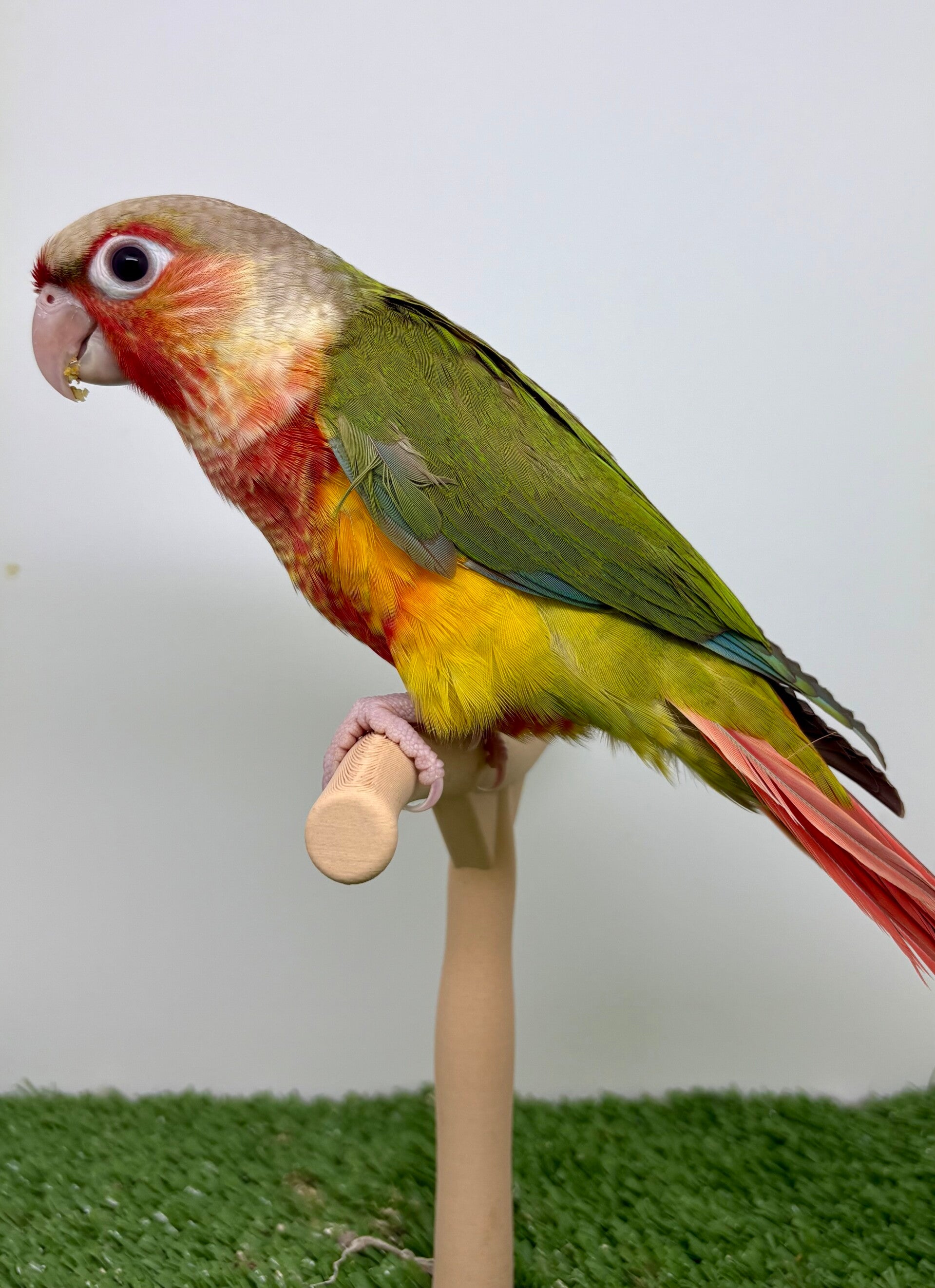 Conure de molinae mâle 💙(009)