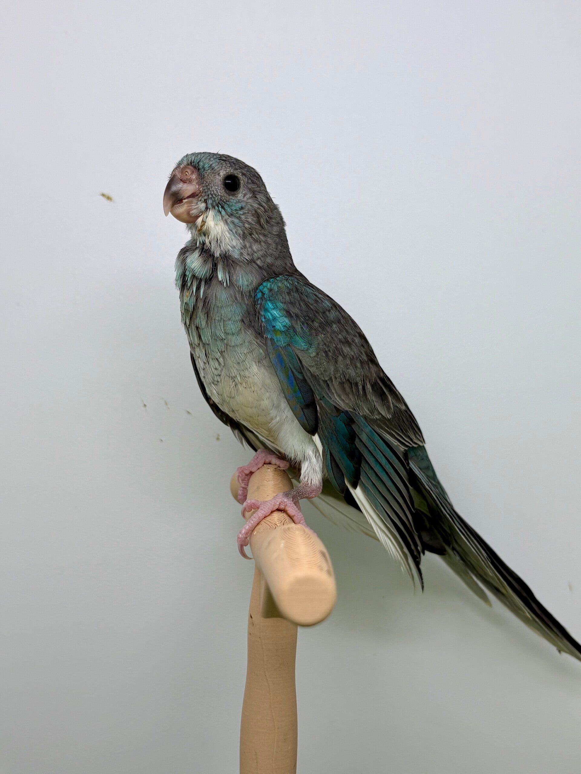 Perruche à croupion bleu