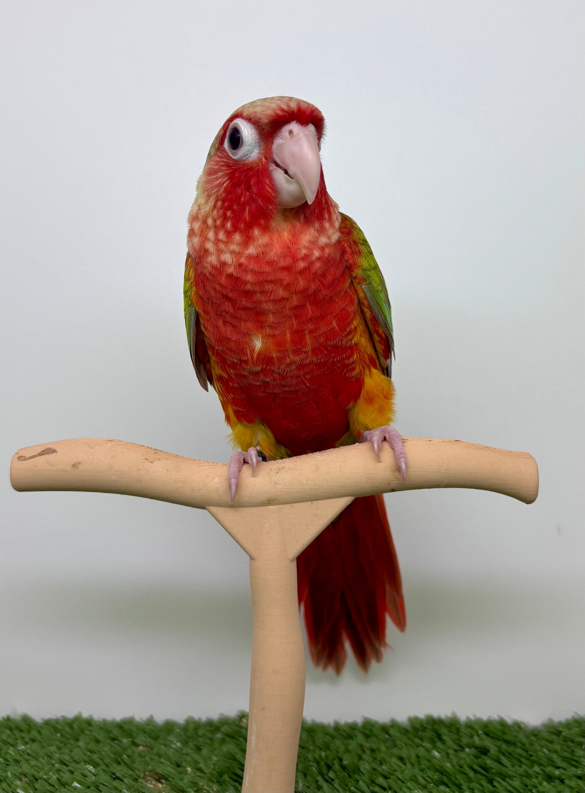 Conure de molinae femelle🩷(007)
