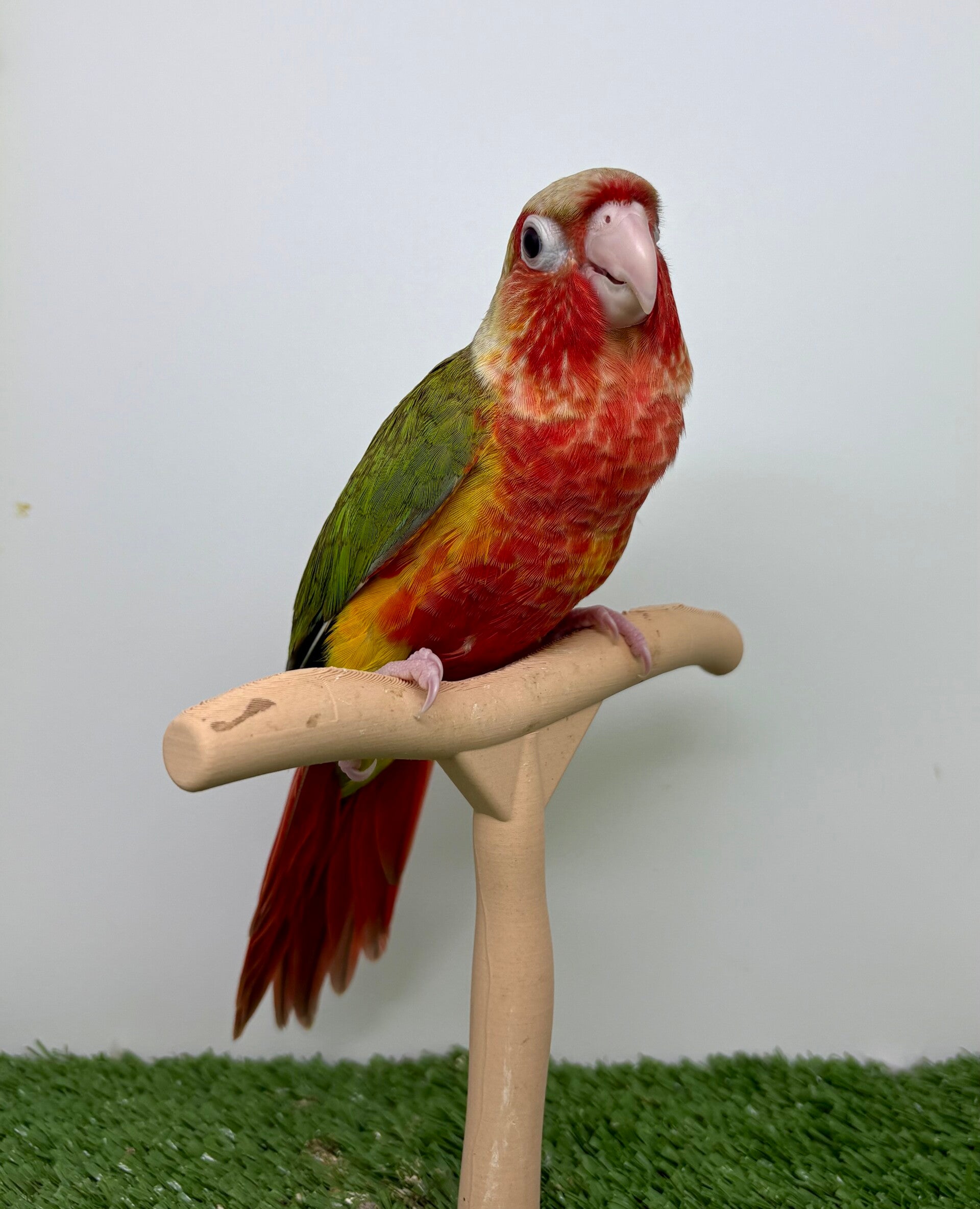 Conure de molinae femelle 🩷(011)