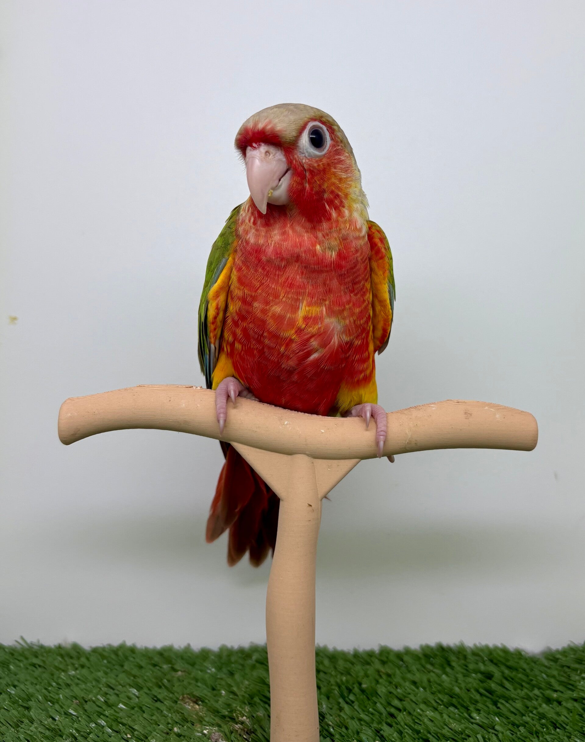 Conure de molinae mâle 💙(015)
