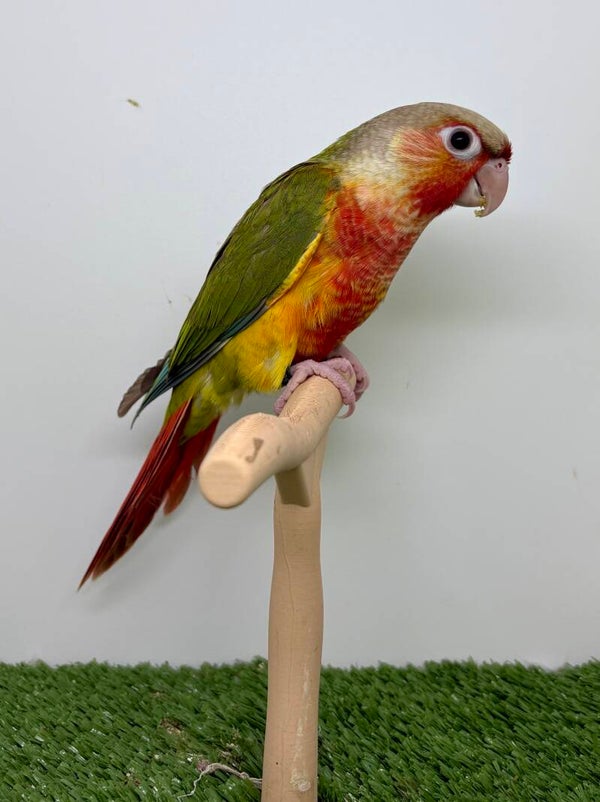 Conure de molinae mâle 💙(009)
