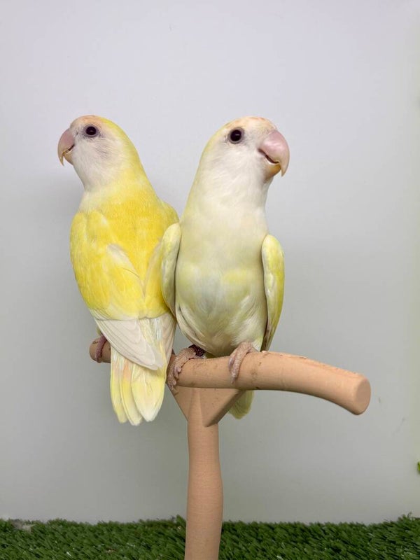 Couple de roseicollis