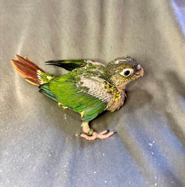 Conure de molinae (013)