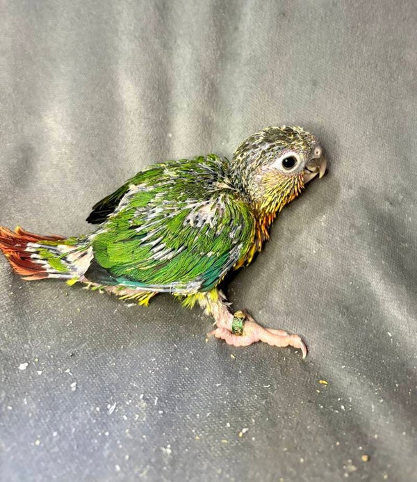 Conure de molinae (018)
