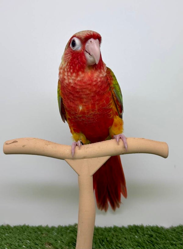 Conure de molinae femelle🩷(007)