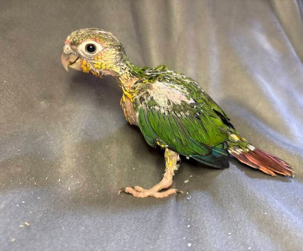 Conure de molinae (017)