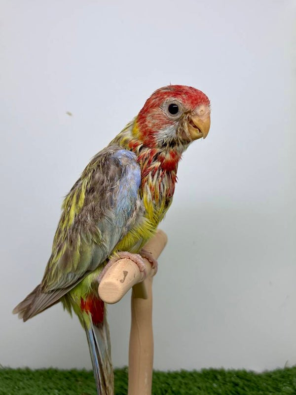 Perruche Omnicolore