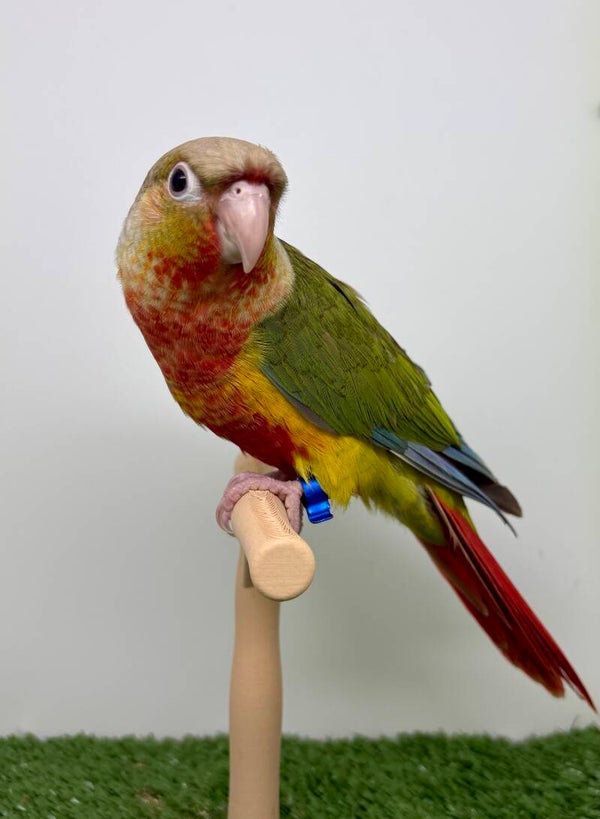 Conure de molinae (B6) mâle 💙
