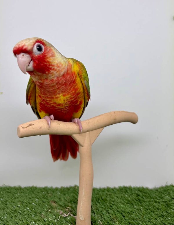 Conure de molinae mâle 💙 (014)