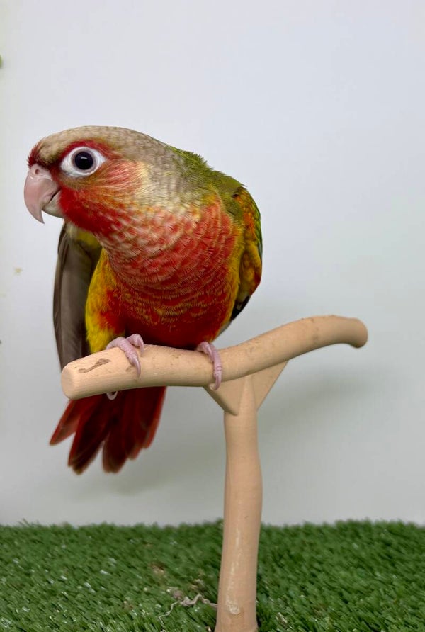 Conure de molinae femelle🩷(012)