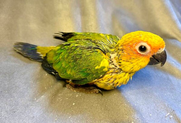 Conure soleil (186)