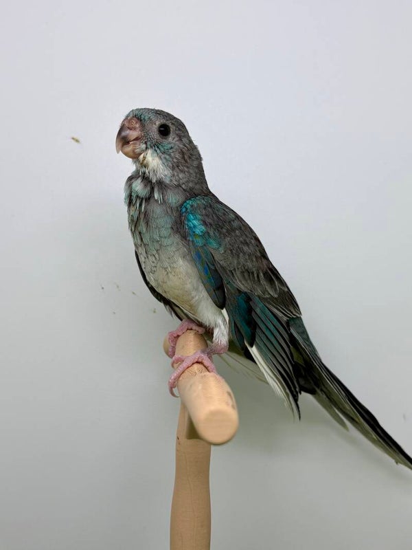 Perruche à croupion bleu