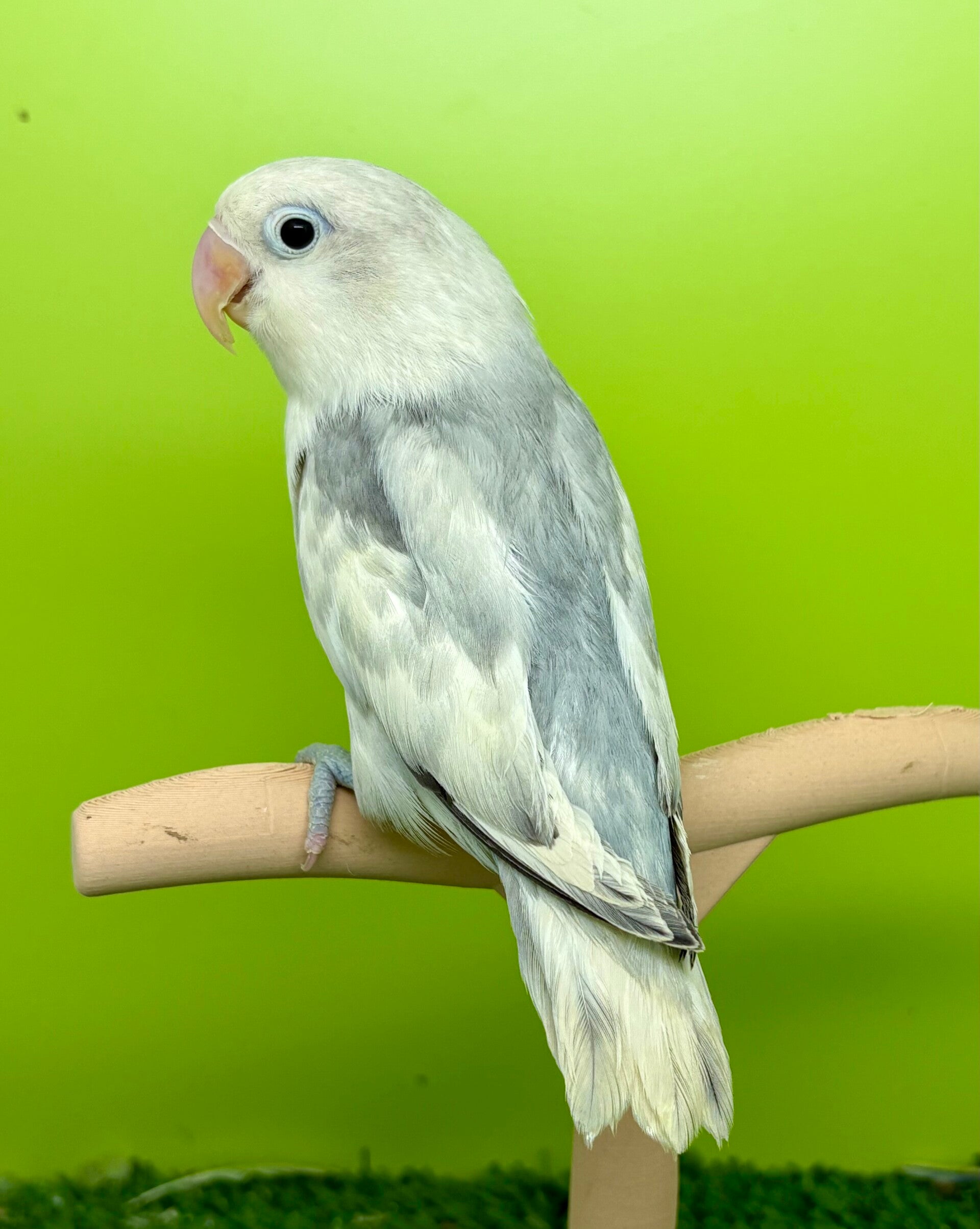 Inséparable ( Agapornis)