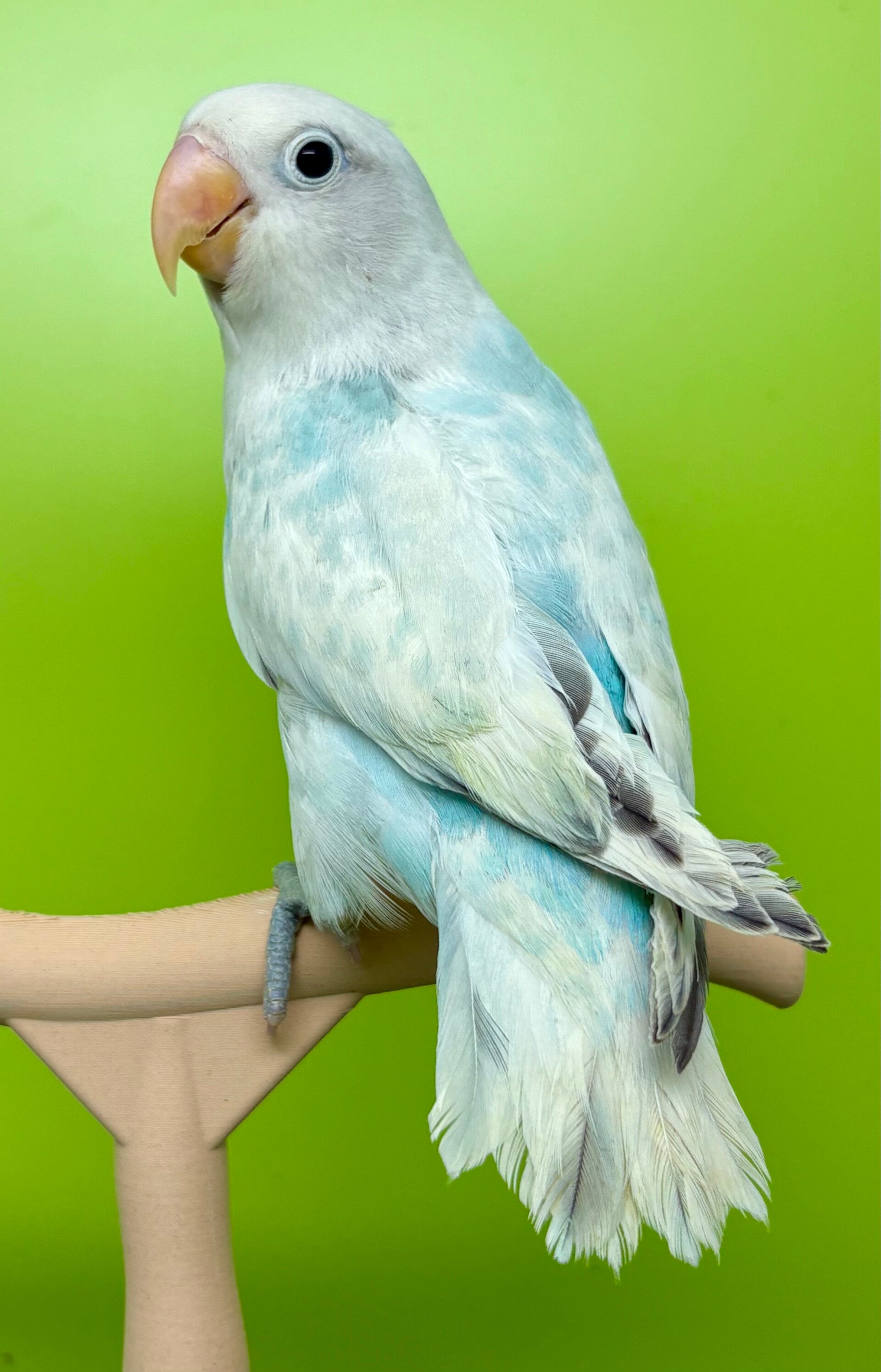 Inséparable ( Agapornis)